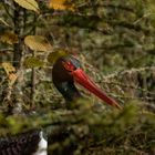 Schwarzer Storch im Gebüsch 