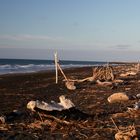 Schwarzer Strand mit Strandgut