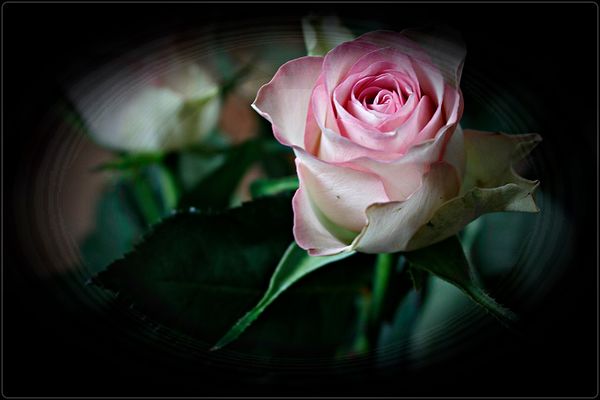 " Schwarzer Tag für Europa und die Welt - 24.Februar 2022