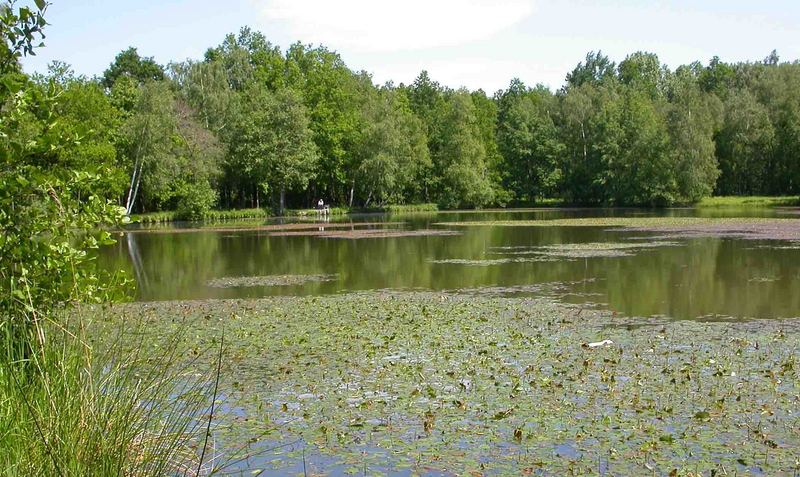 Schwarzer Teich bei Leutersdorf (1.2) Foto & Bild deutschland, europe