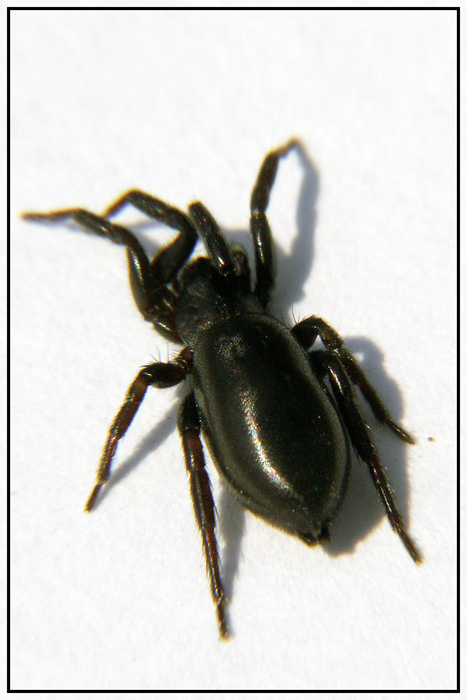 schwarzer Torpedo - Plattbauchspinne - Zelotes subterraneus