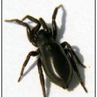 schwarzer Torpedo - Plattbauchspinne - Zelotes subterraneus