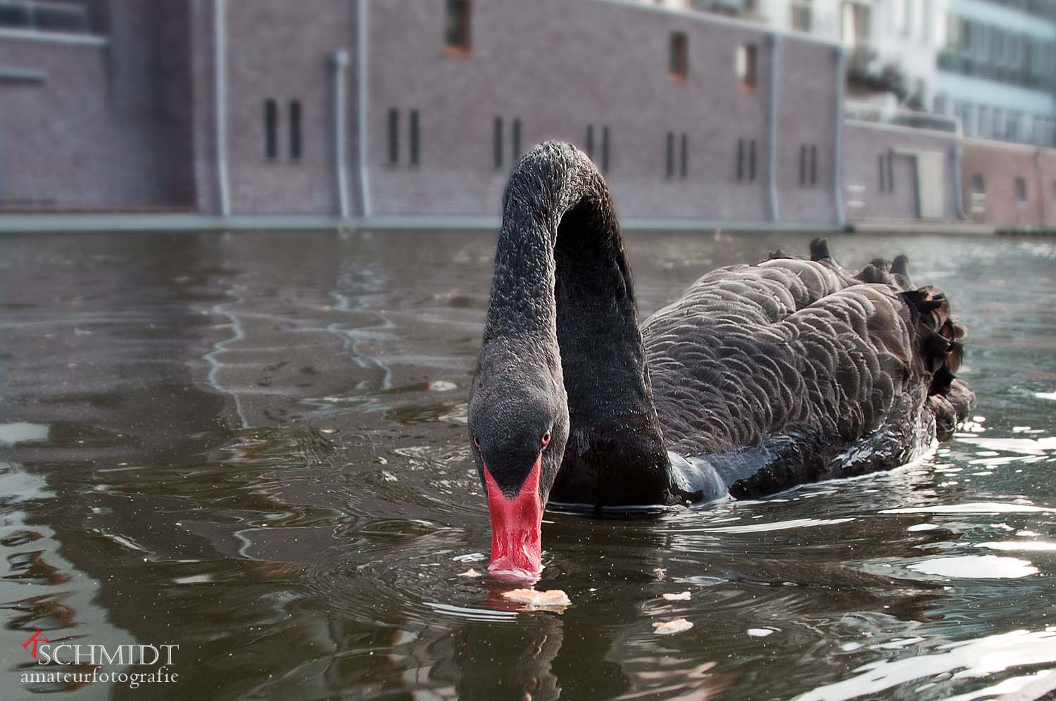 Schwarzer (Trauer-) Schwan