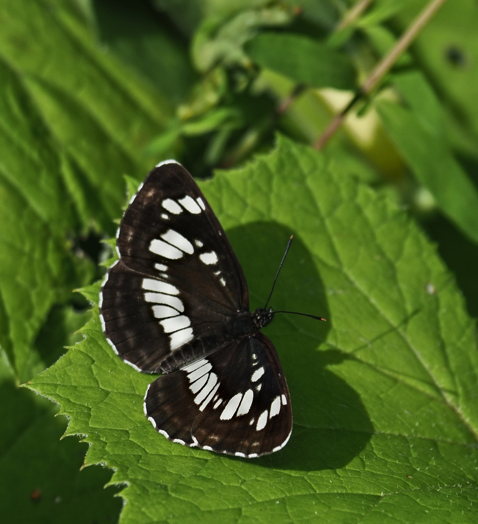 Schwarzer Trauerfalter (2)