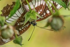 Schwarzer Trauerfalter? ...