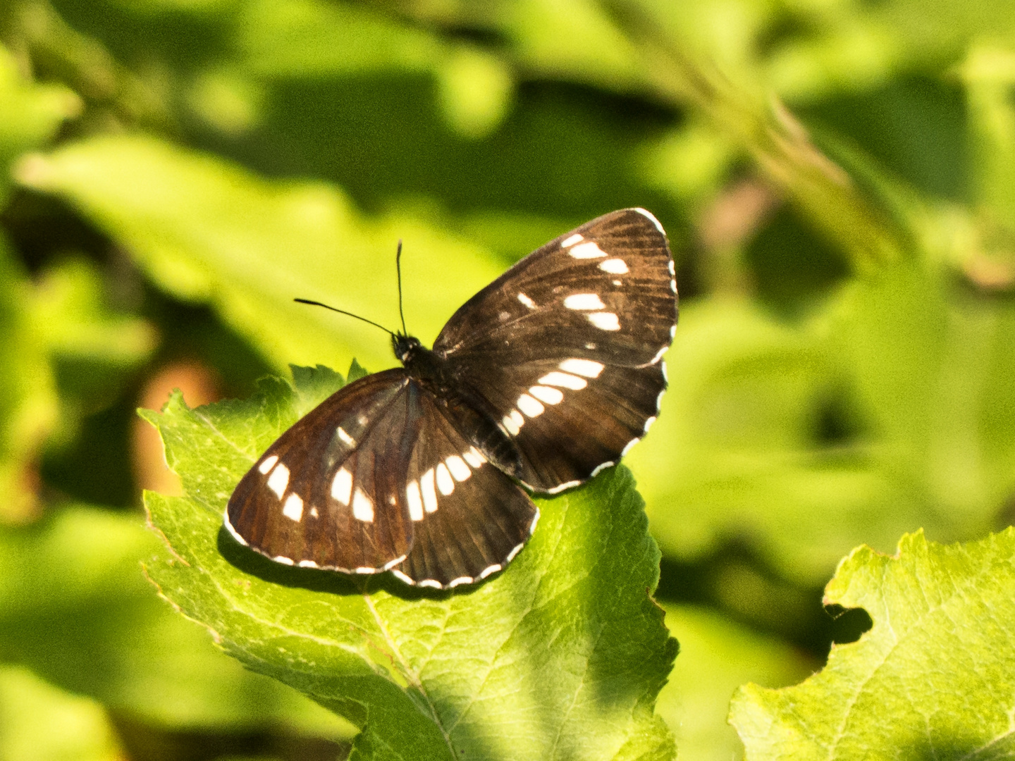 Schwarzer Trauerfalter (Neptis rivularis)