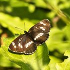 Schwarzer Trauerfalter (Neptis rivularis)