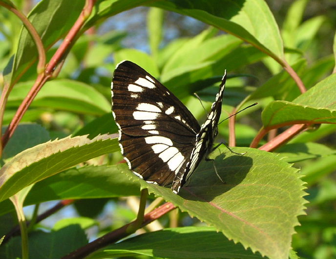 Schwarzer Trauerfalter (Neptis rivularis)