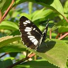 Schwarzer Trauerfalter (Neptis rivularis)