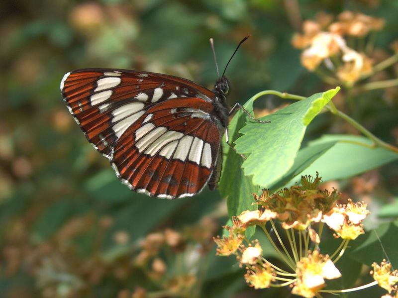 Schwarzer Trauerfalter (Neptis rivularis)