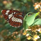 Schwarzer Trauerfalter (Neptis rivularis)