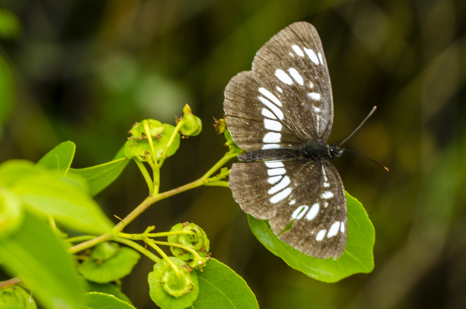 Schwarzer Trauerfalter (Neptis rivularis)