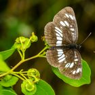 Schwarzer Trauerfalter (Neptis rivularis)