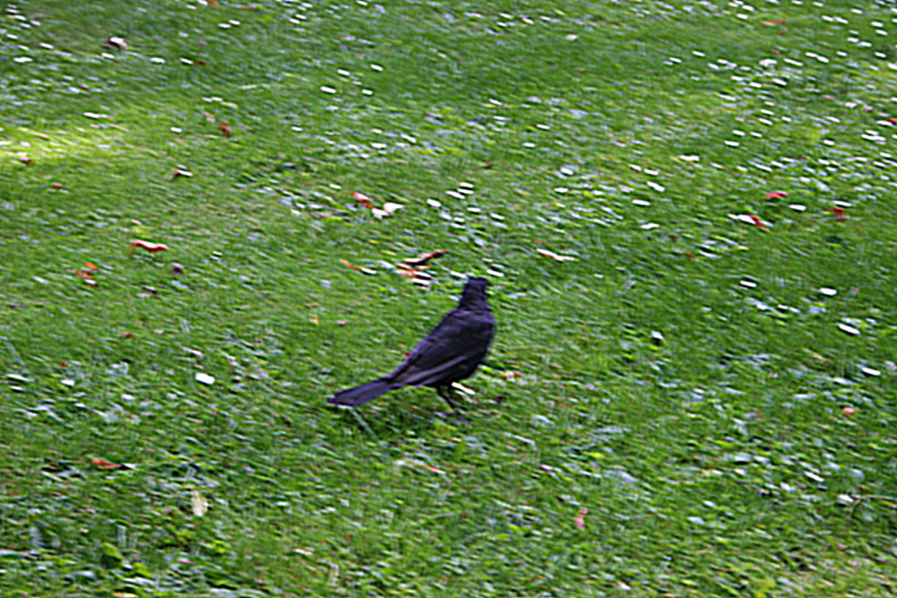 schwarzer Vogel