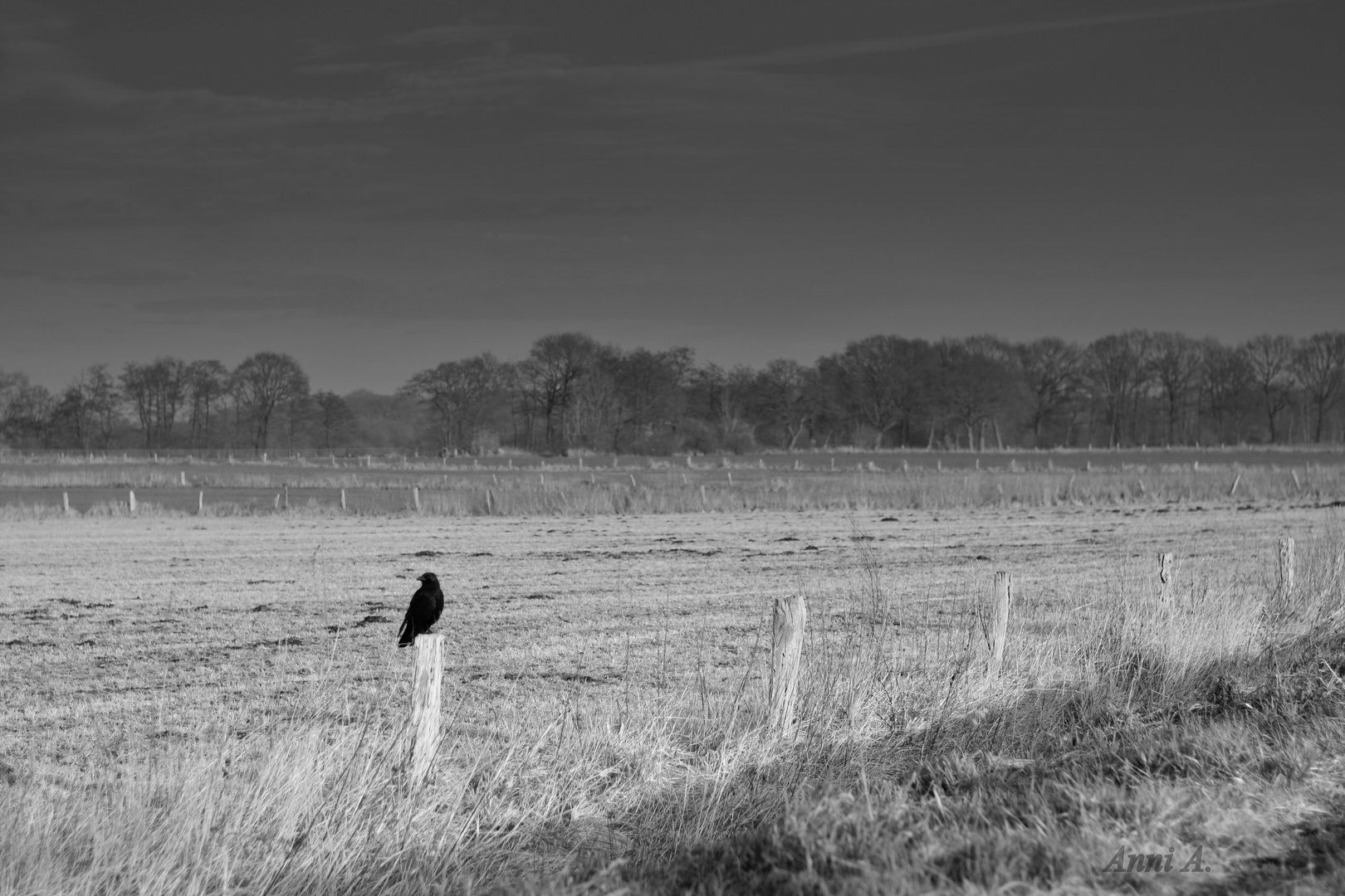 Schwarzer Vogel