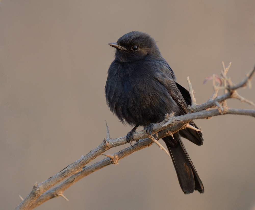 Schwarzer Vogel