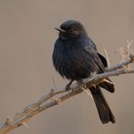 Schwarzer Vogel