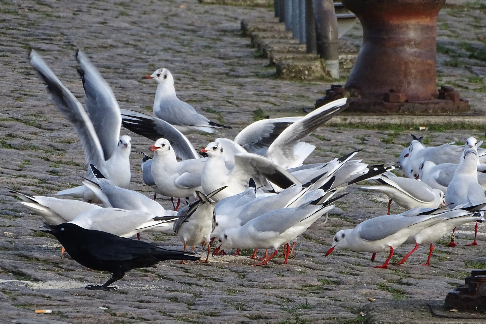 schwarzer Vogel