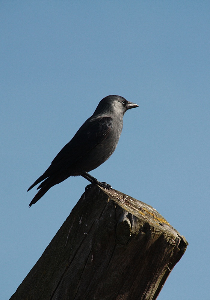 Schwarzer Vogel