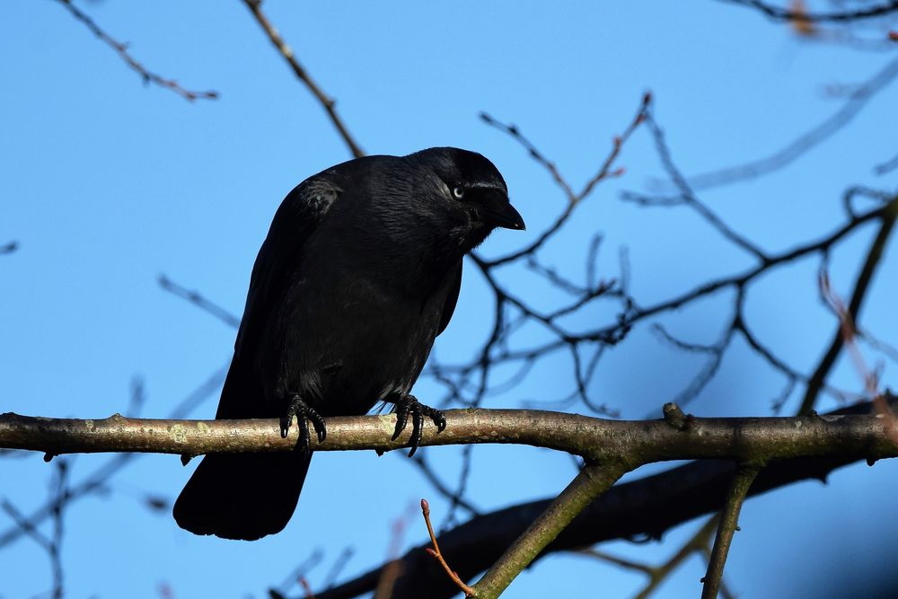 Schwarzer Vogel Foto & Bild tiere, wildlife, wild lebende vögel