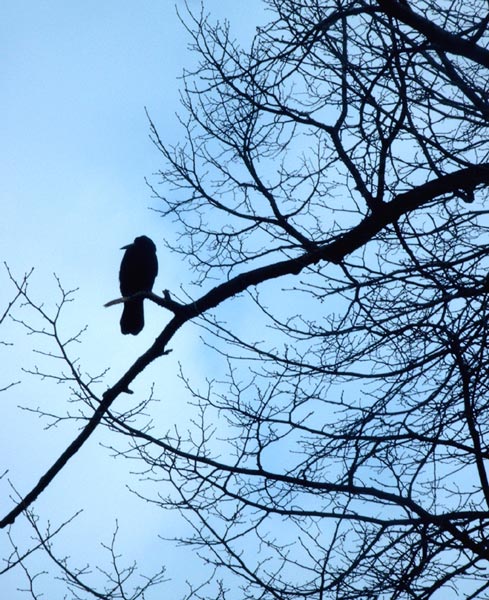 Schwarzer Vogel