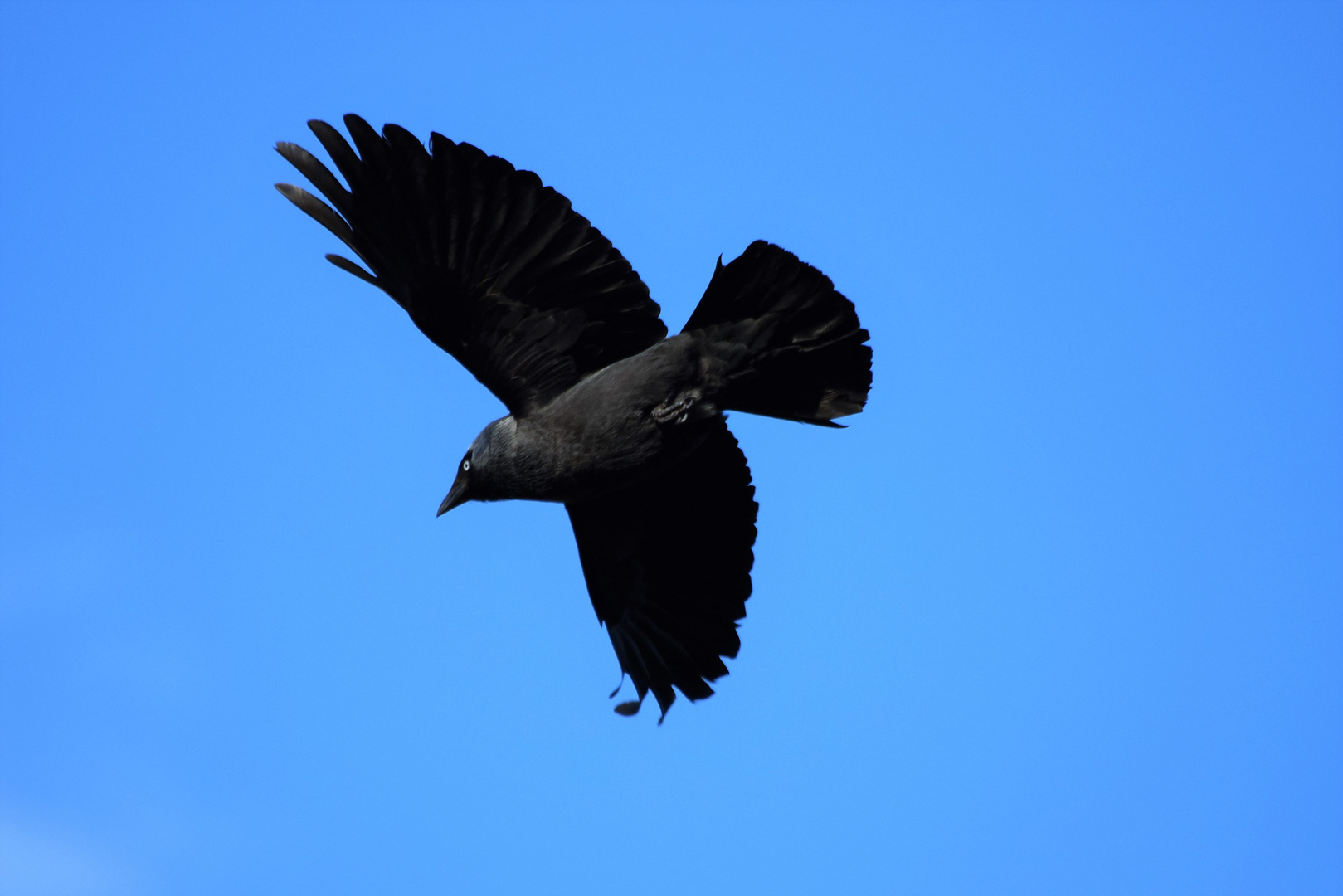 Schwarzer Vogel im Flug Foto & Bild tiere, wildlife, wild lebende