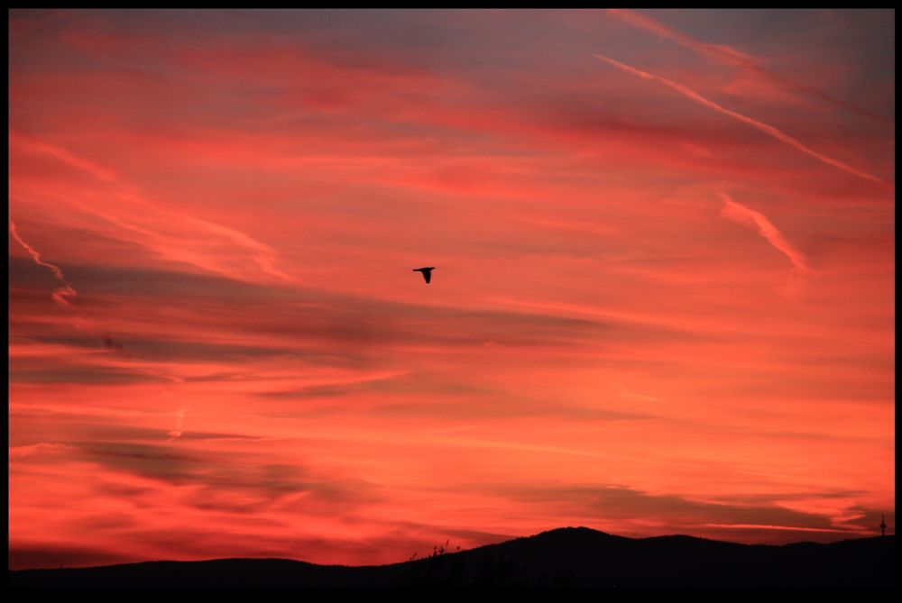 Schwarzer Vogel - Roter Himmel