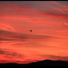 Schwarzer Vogel - Roter Himmel