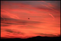 Schwarzer Vogel - Roter Himmel