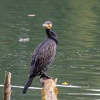 Schwarzer Wasservogel