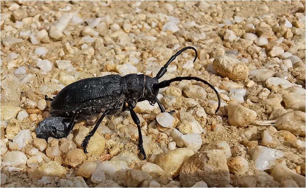 Schwarzer Weberbock