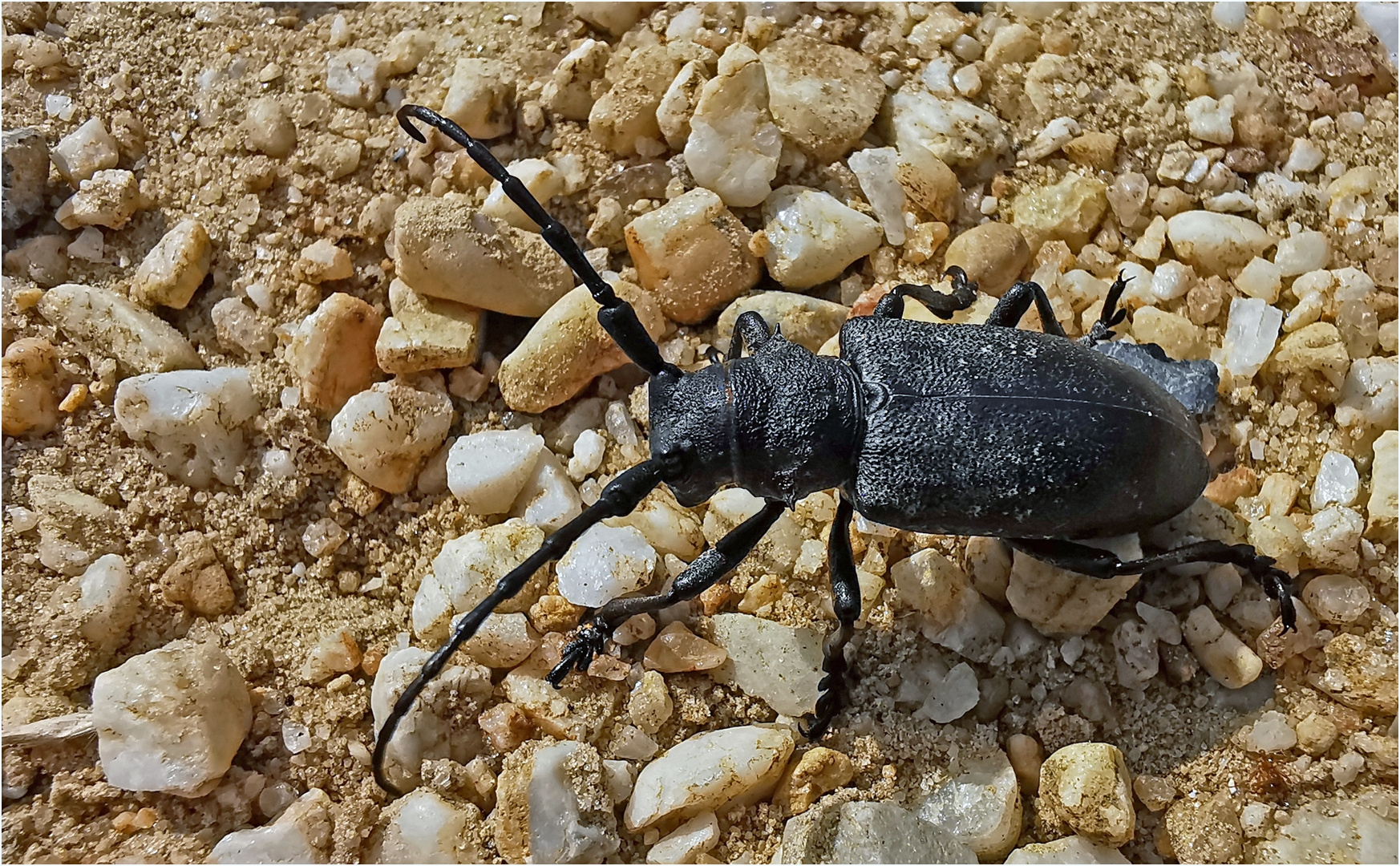 Schwarzer Weberbock