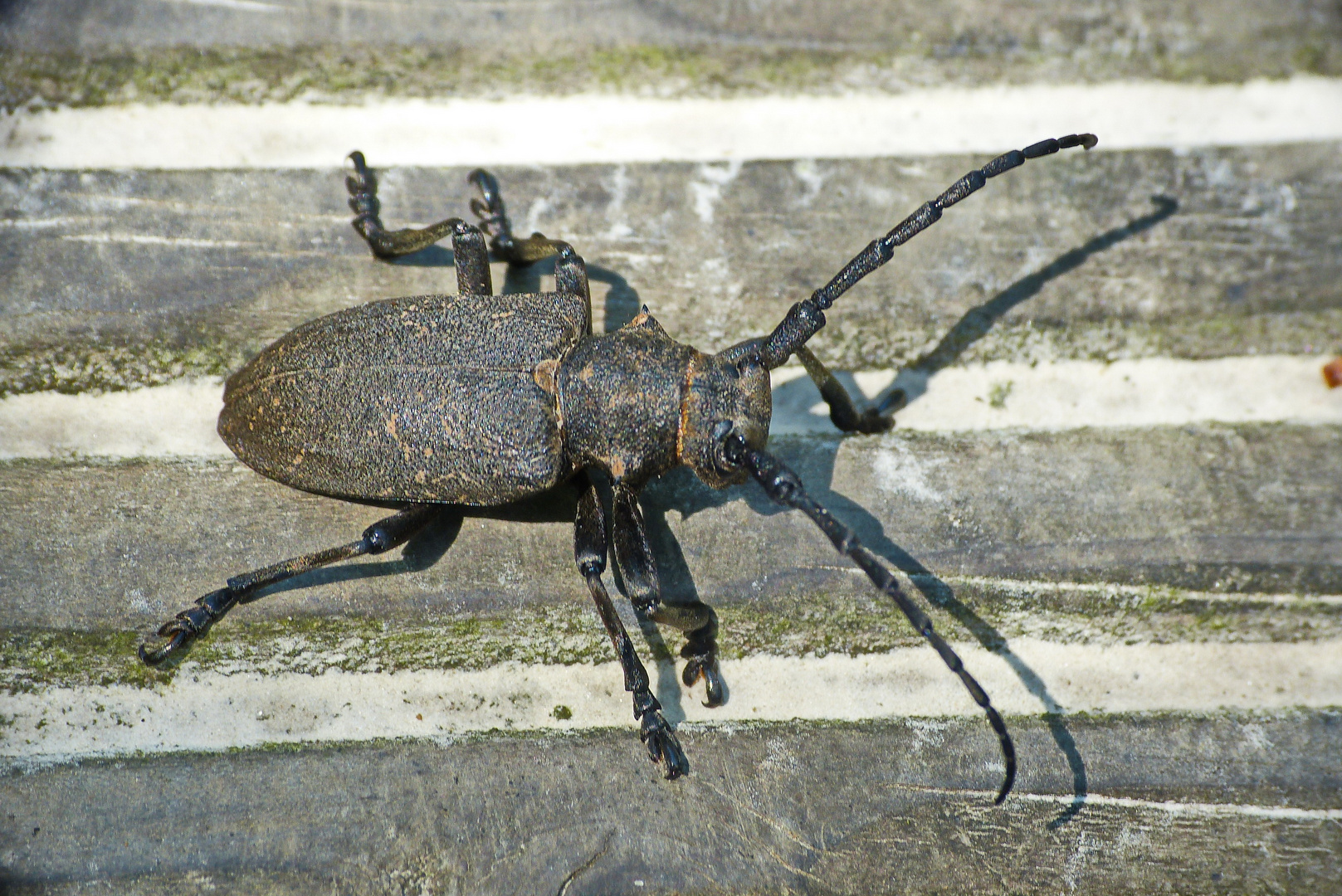 schwarzer Weberbock