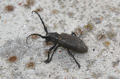 Schwarzer Weberbock (Lamia textor)