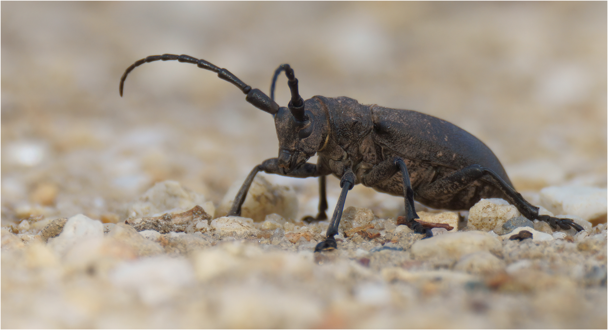 Schwarzer Weberbock Männchen