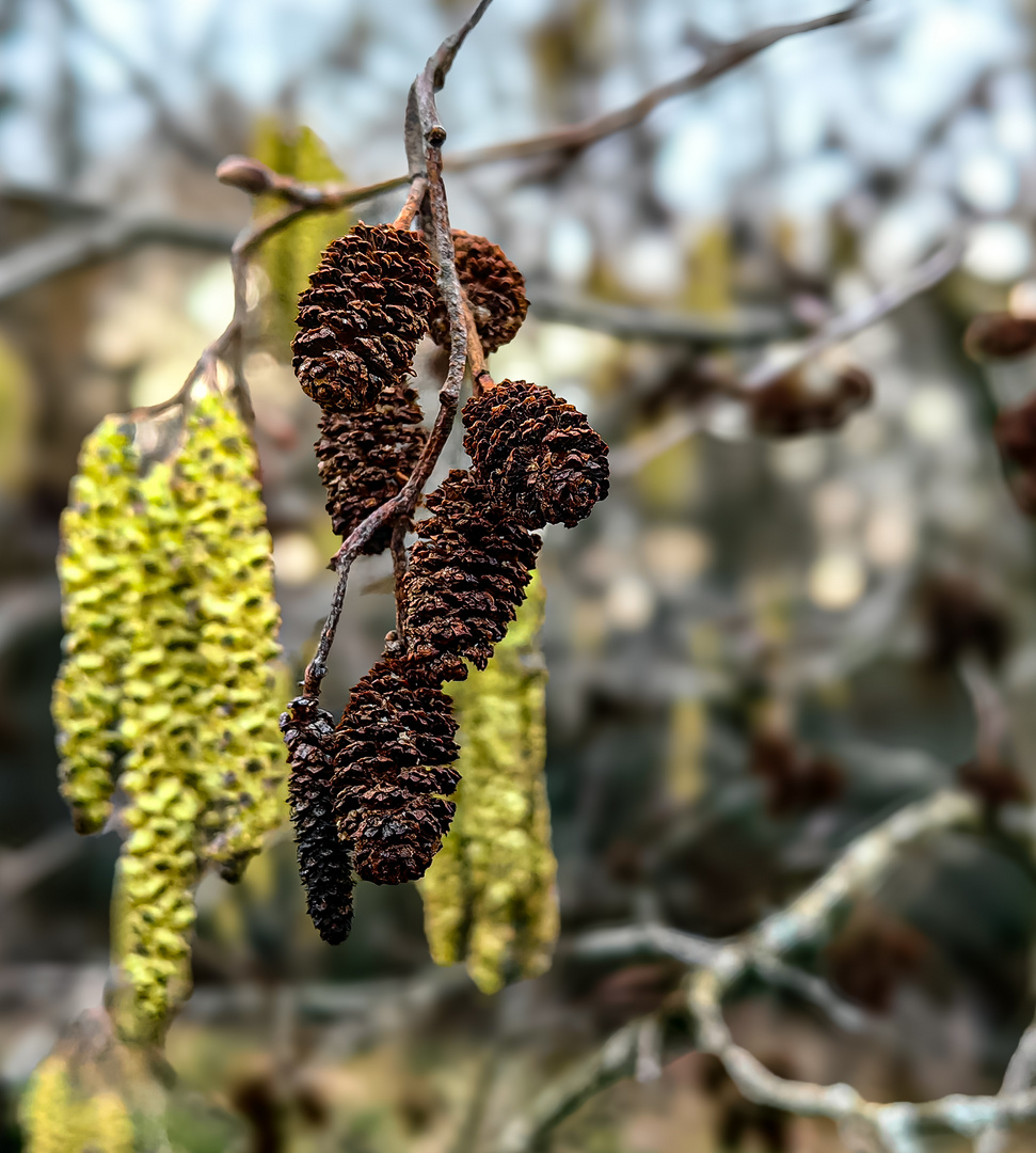 Schwarzerle Alnus glutinosa