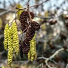 Schwarzerle Alnus glutinosa