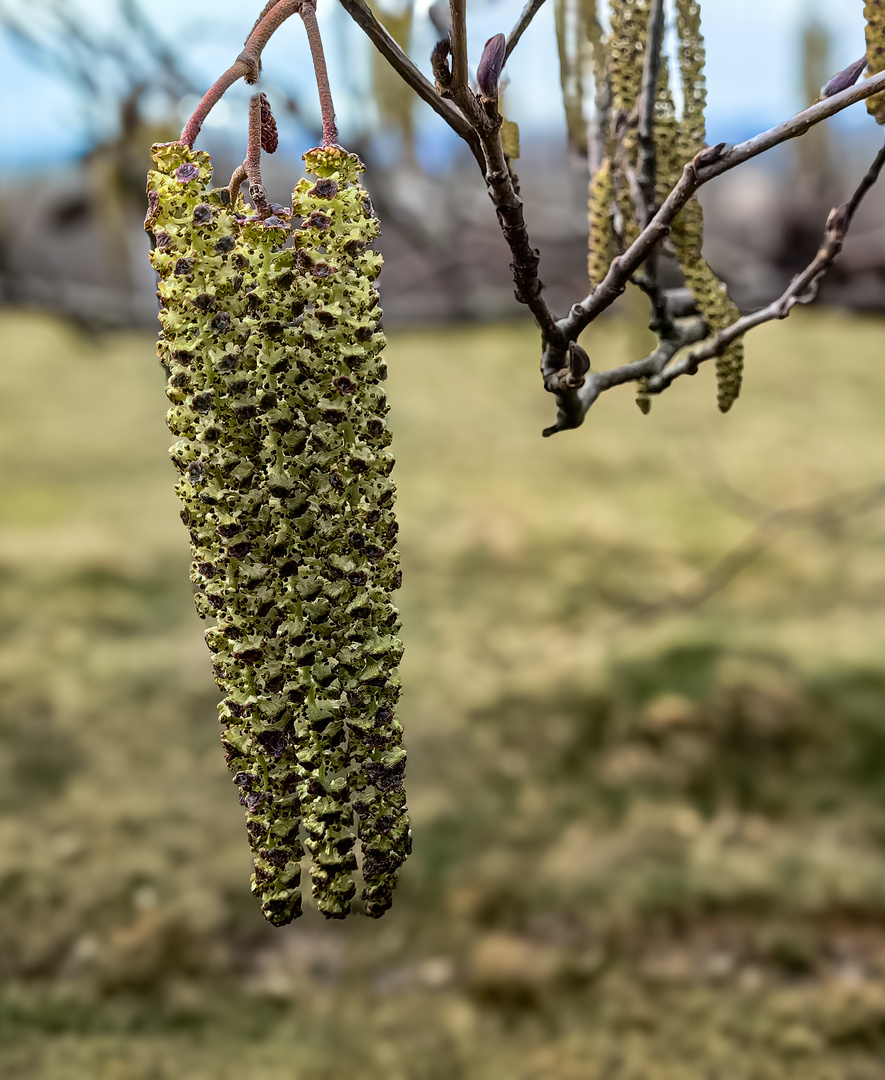 Schwarzerle Alnus glutinosa