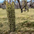 Schwarzerle Alnus glutinosa