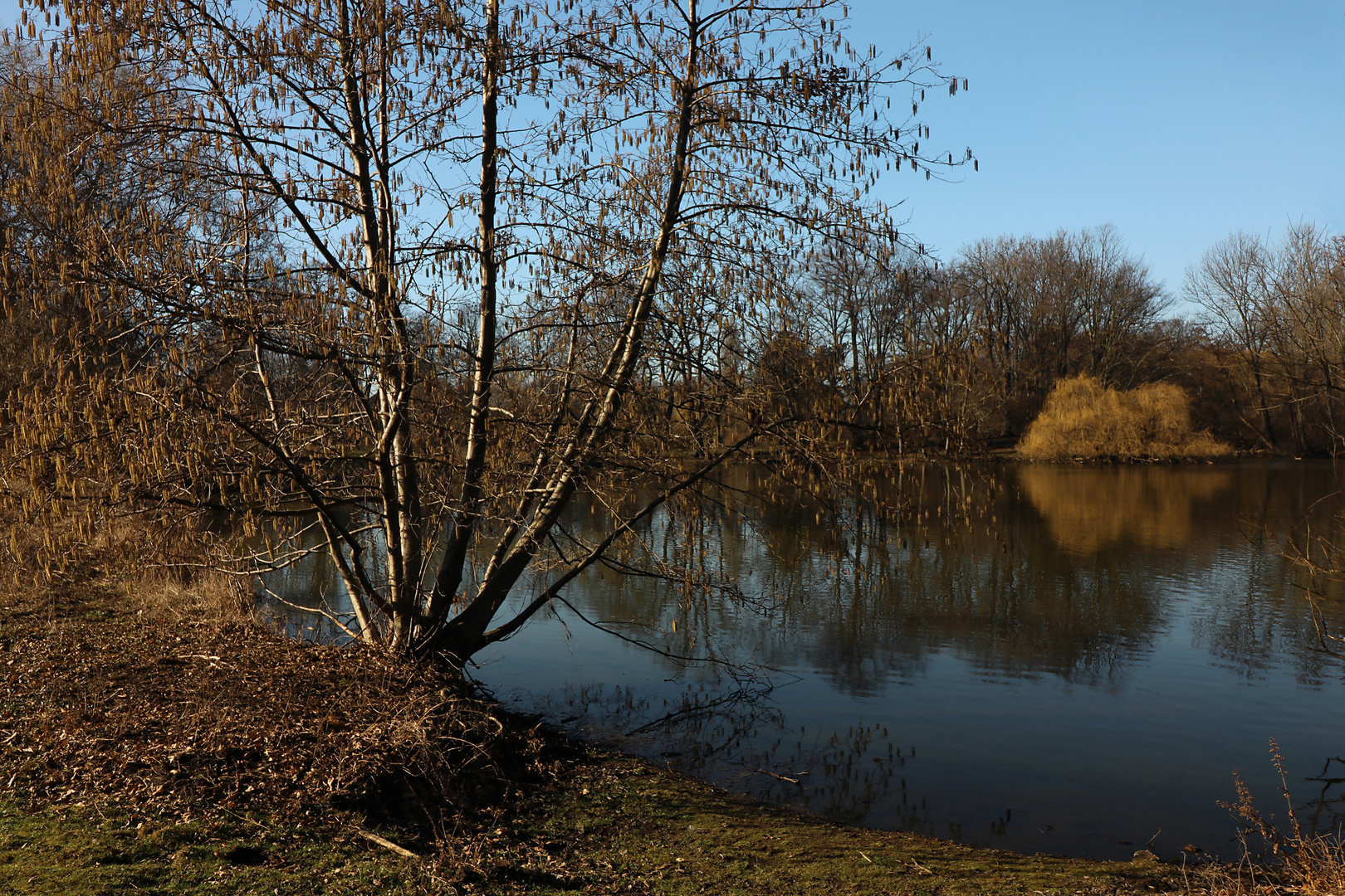 Schwarzerle am Südteich