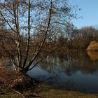 Schwarzerle am Südteich