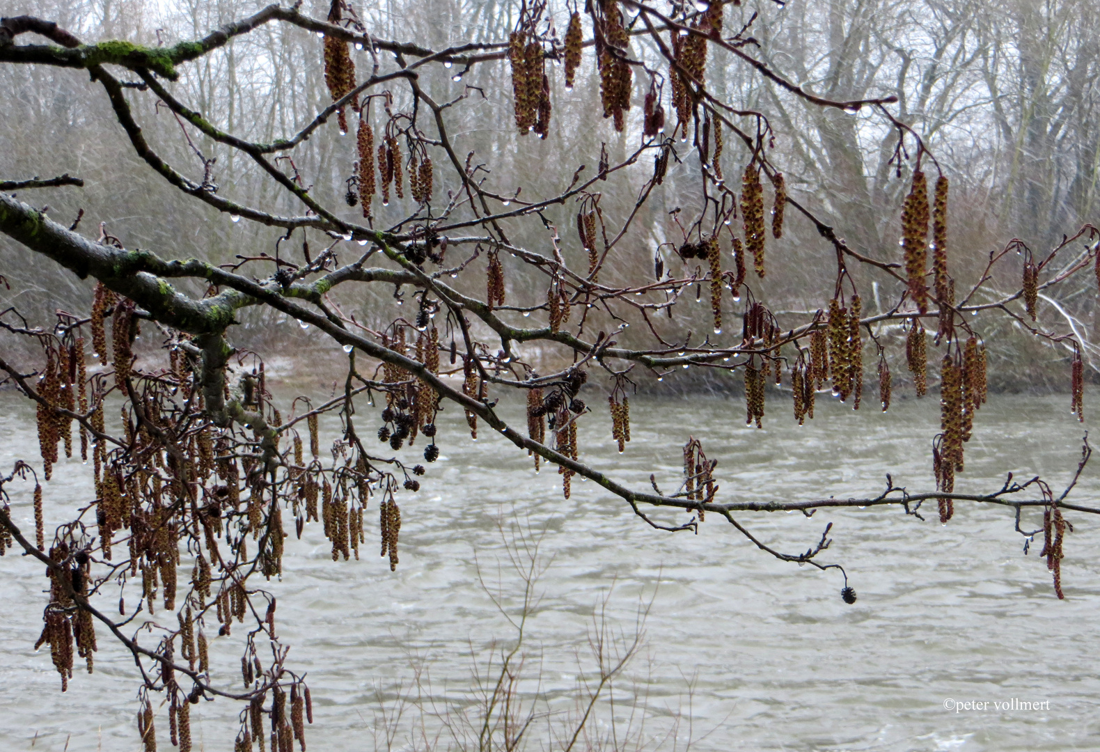 Schwarzerle im Regen