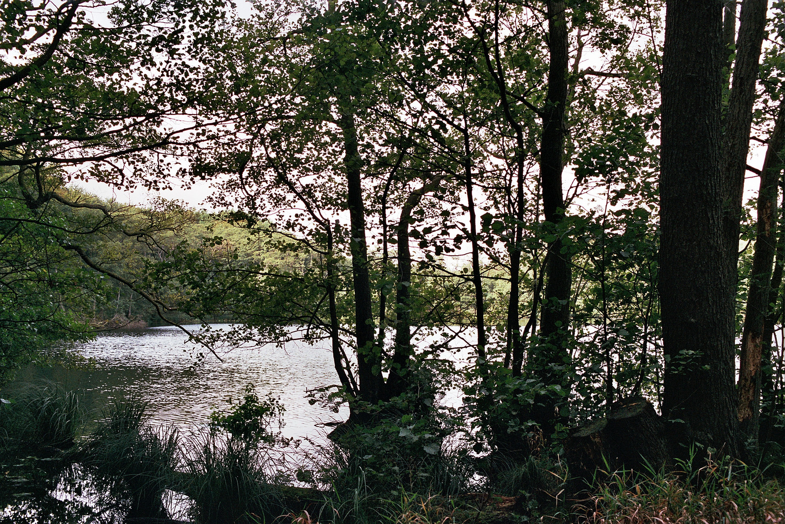 Schwarzerlen am Hertasee