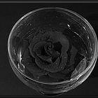 Schwarze_Rose-im-Glas