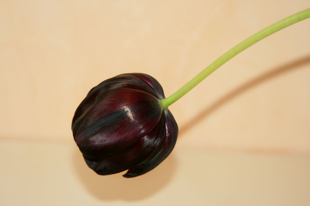 schwarzerote Tulpe