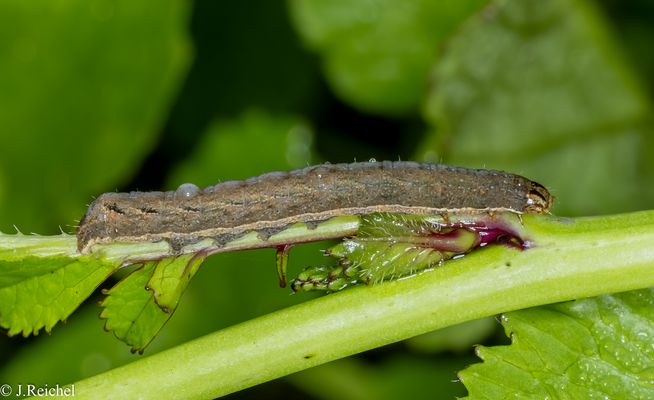 Schwarzes C ( Xestia-c-nigrum )