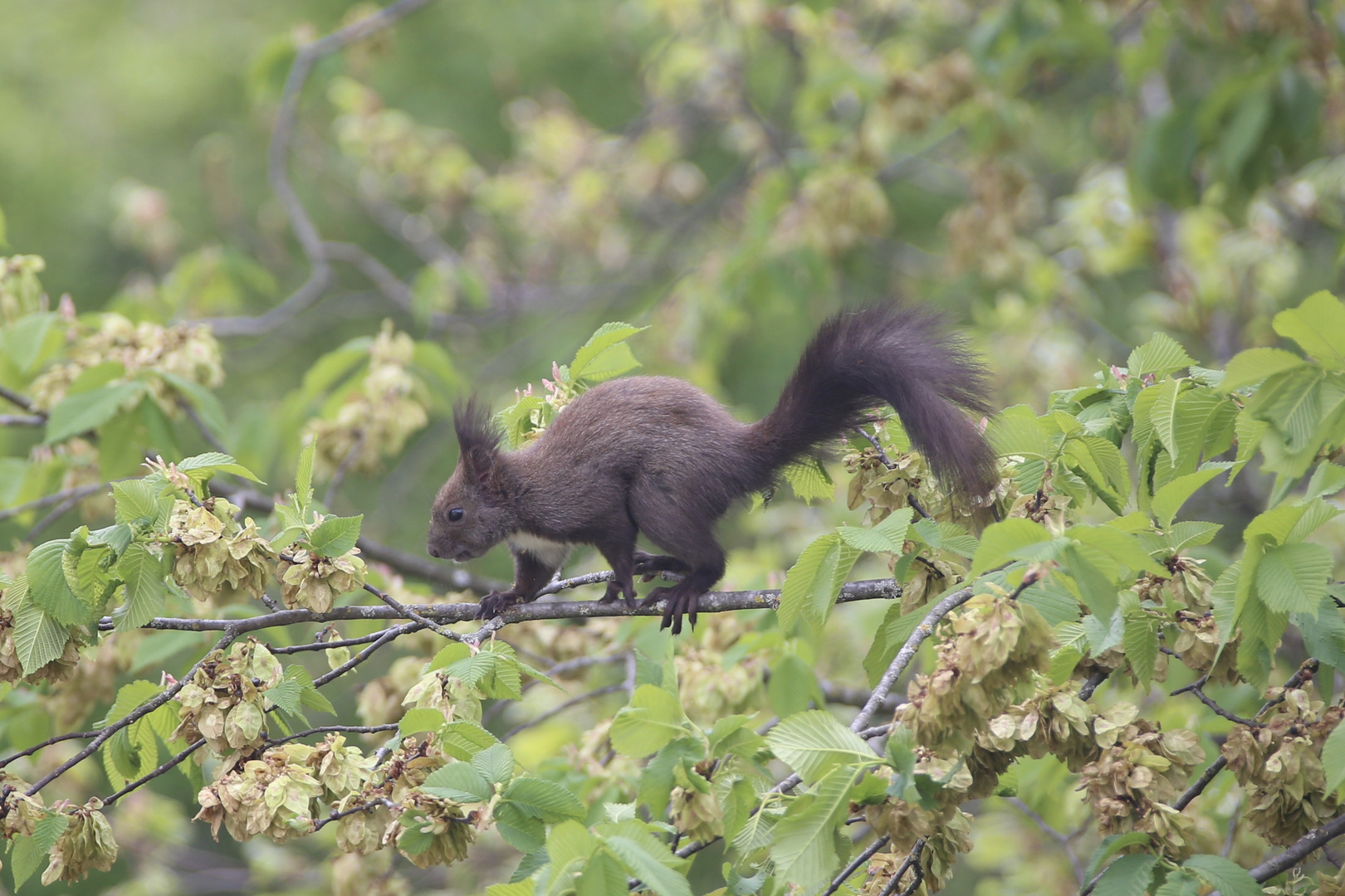 Schwarzes Eichhörnchen