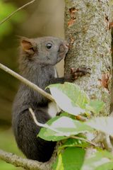 Schwarzes Eichhörnchen