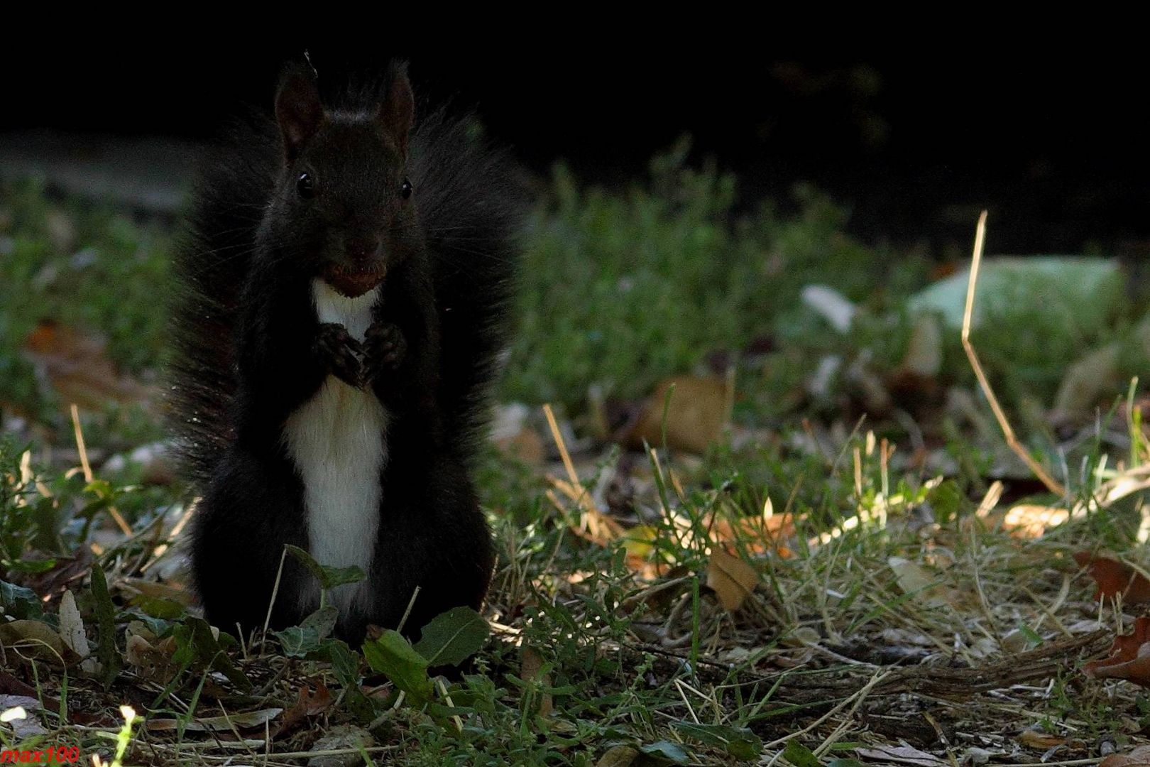 Schwarzes Eichhörnchen