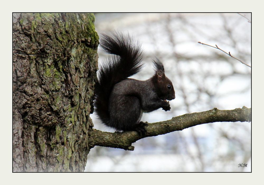 Schwarzes Eichhörnchen